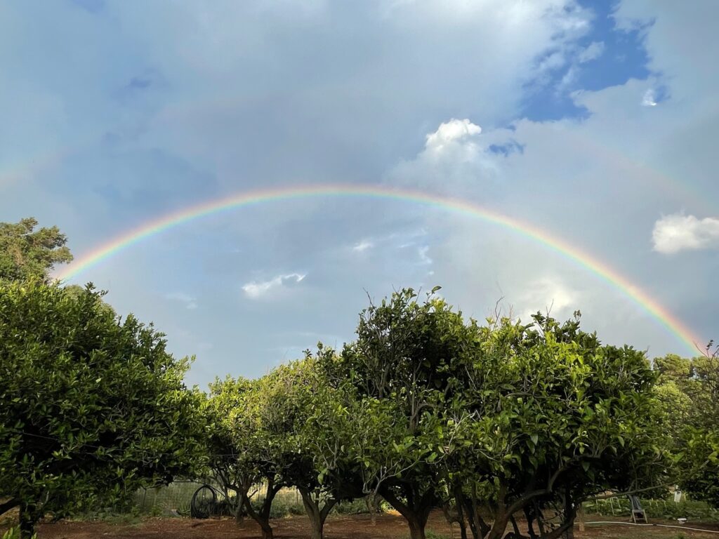 Bäume mit viel Himmel darüber und einem Regenbogen in einem sonst überwiegend blauen Himmel.